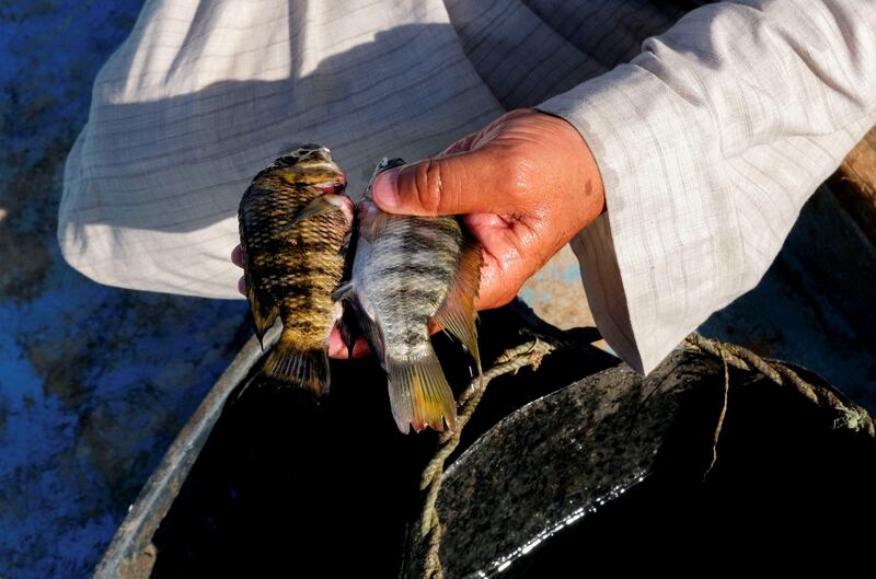 Some fishermen tried relocating to Wadi El Rayan, a nearby oasis, but in the 2020 study that was also found to be polluted .