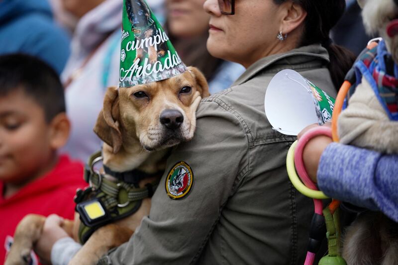 A dog wearing a party hat. Reuters