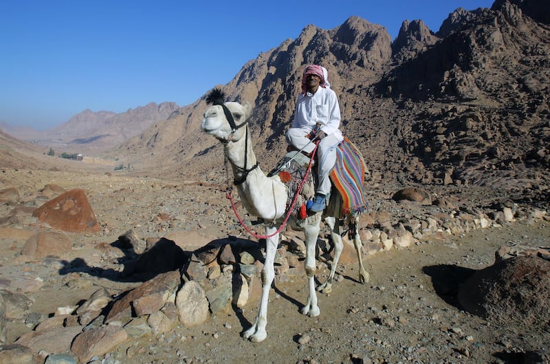 A Bedouin rides a camel to the top of Mount Sinai. EPA