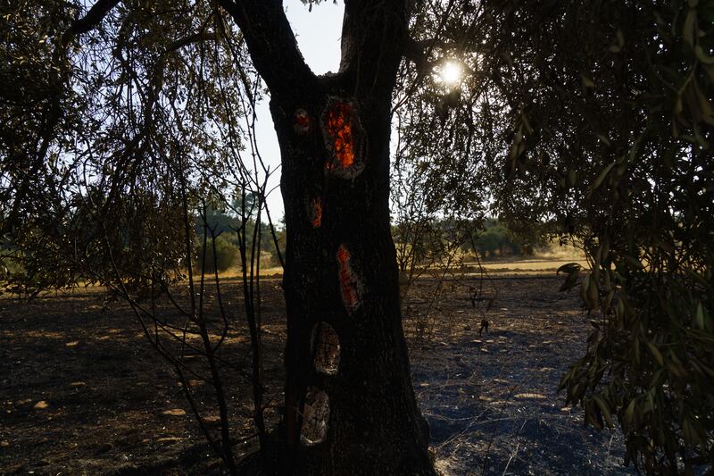 A fire within a tree in Turkey.