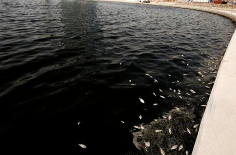 Dead fish floating in Dubai Creek nearby  Dubai Festival City on Tuesday, Oct. 6, 2009. Photo: Charles Crowell for The National *** Local Caption ***  Dead Fish_007.jpg