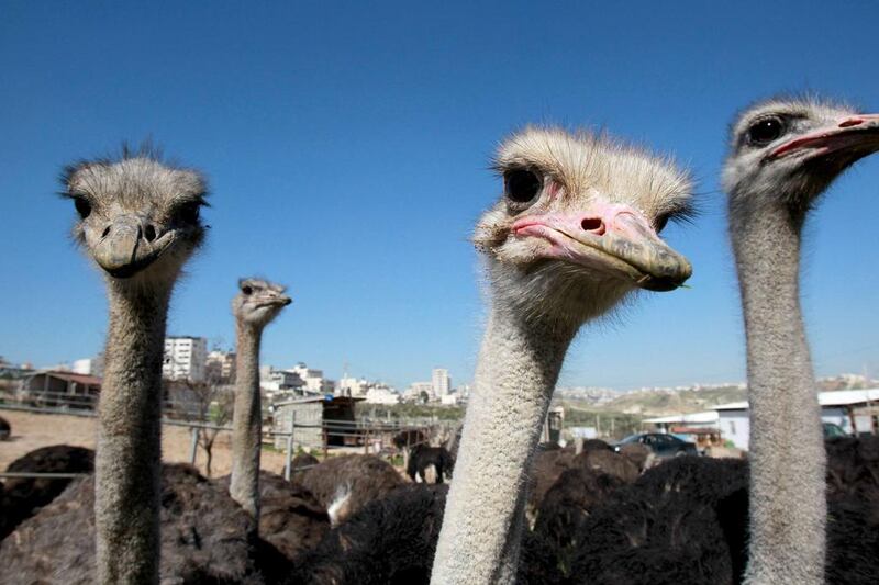 Ostrich meat is not a common delicacy among Israelis or Palestinians but Mr Abu Tir is optimistic that his business can grow and is currently negotiating with the Palestinian agriculture ministry to expand the farm. Musa Al Shaer/AFP Photo