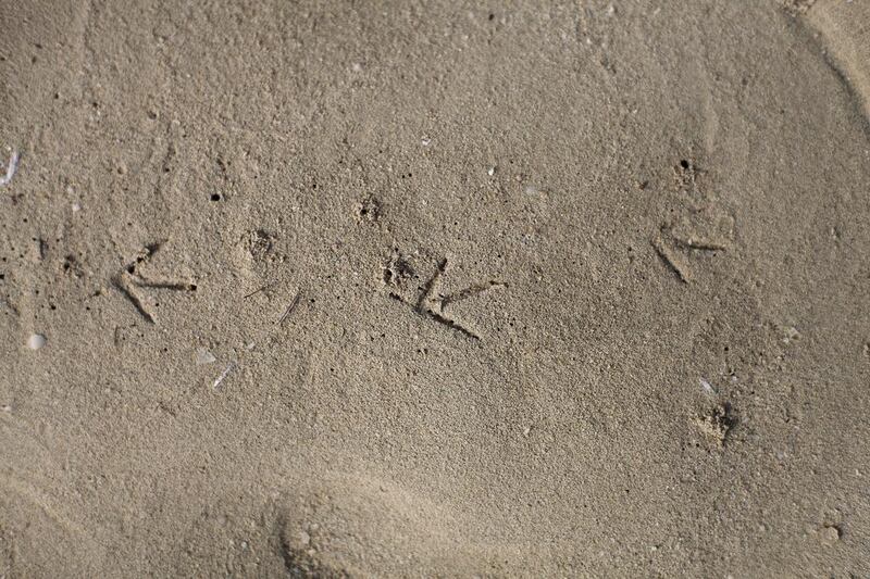 A bird's footprint at Abu Dhabi's mangroves. Lee Hoagland / The National