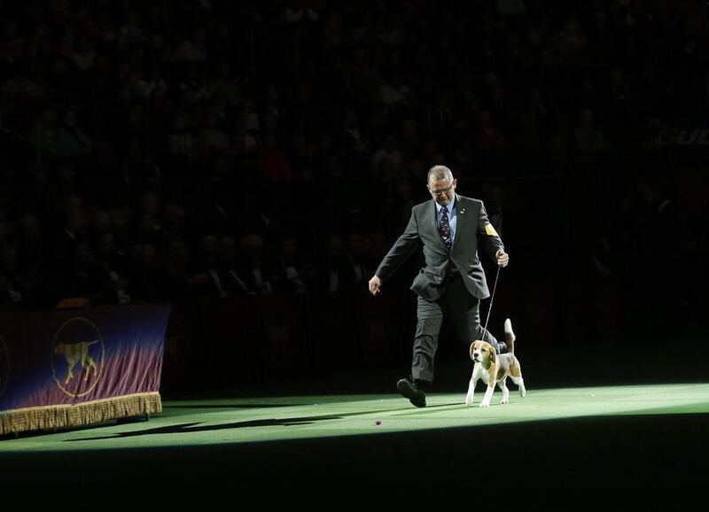 Miss P, a 15-inch beagle, and handler William Alexander, are introduced during the Best in Show at the Westminster Kennel Club Dog Show on February 17, 2015, in New York. Miss P won best in show. Frank Franklin II / AP photo