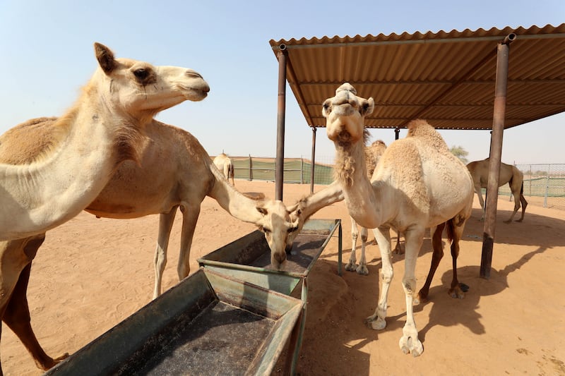 RAK ,  UNITED ARAB EMIRATES , JUNE 20 – 2019 :- Camels at the camel farm in Ras Al Khaimah. Camel poop is turned into the biofuel for the cement factory in Ras Al Khaimah to generate energy for the production of cement. ( Pawan Singh / The National ) For Big Picture/Online/Instagram/News. Story by Anna

