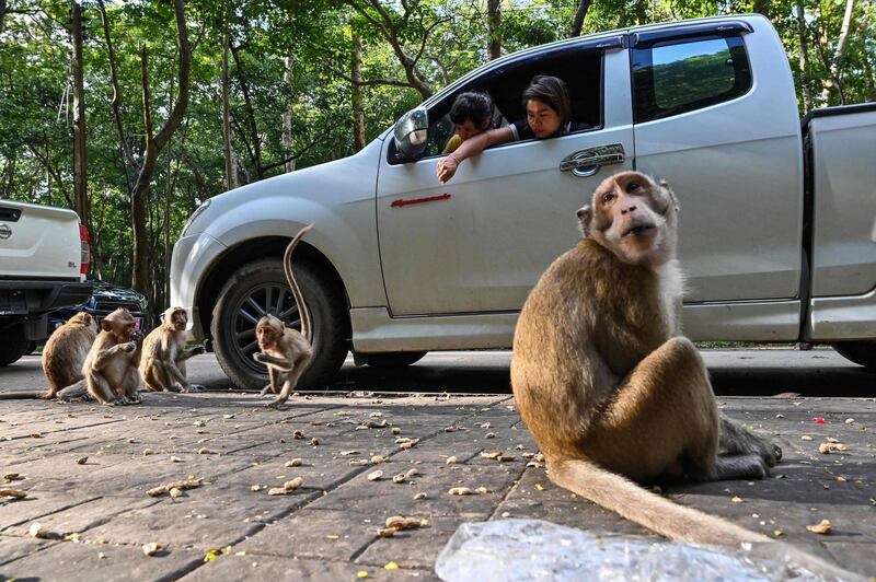 Visitors feed monkeys at the Buddhist cave temple on Khao Chakan mountain in the eastern Thai province of Sa Kaeo. AFP