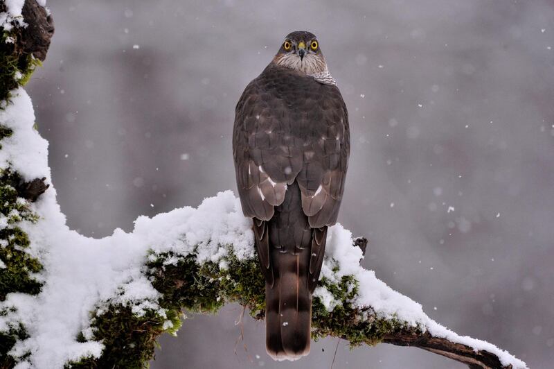 A sparrowhawk perched on a tree branch during snowfall near Pomaz, northern Hungary. EPA