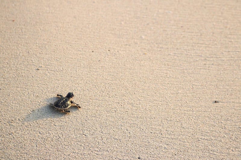 Hawksbill turtle hatchling heading for the waters of the Persian Gulf, Jebel Ali Wildlife Sanctuary.  - Wild Dubai. Courtesy Discovery