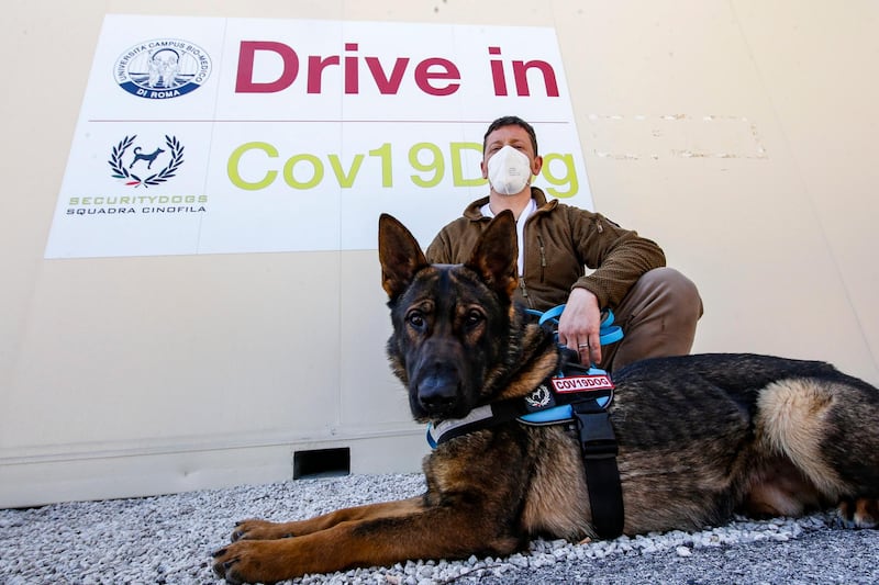 Lex is one of the dogs of the canine units usually committed to anti-explosive safety, which will now test, with their sense of smell, for Covid-19 in Rome, Italy. EPA