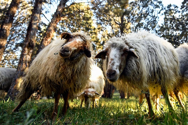 Sheep graze at the Casa de Campo park in Madrid.  Madrid city hall has since February 2019 employed 500 sheep to munch undergrowth at the Casa de Campo, a former royal hunting grounds with pines and scrubland stretching over 1,722 hectares. AFP