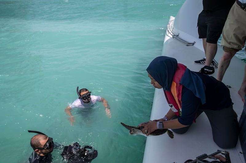 One 35-kilogram green turtle, named Dibba, was microchipped and recorded to have swum 9,000 kilometres to Thailand. Antonie Robertson / The National
