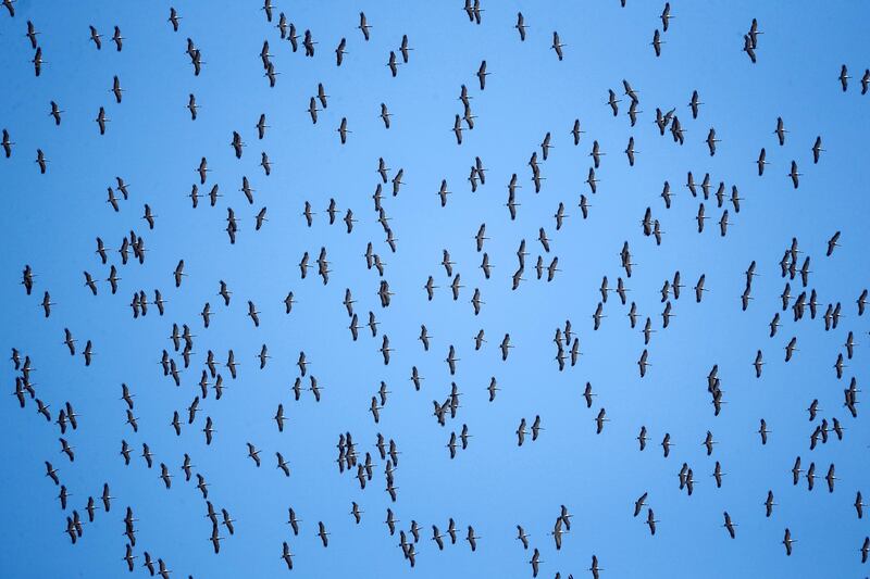 A flock of migrating demoiselle cranes flies in the sky in Almaty Region, Kazakhstan. Reuters