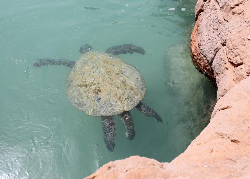 Dubai, United Arab Emirates - Reporter: Georgia Tolley. News. Nature. The turtles are fed. Sheikh Fahim Al Qassimi rescued a turtle and took it to the Burj Al Arab Turtle Rehabilitation Sanctuary for surgery. Sadly one flipper had to be amputated after it got tangled up in fishing wire. They're still hoping it might be able to be released back into the wild, if it can still dive. Sunday, March 14th, 2021. Dubai. Chris Whiteoak / The National