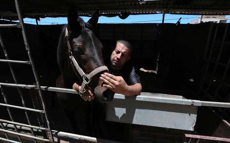 Omar Shahin, 40, with one of his horses in Gaza. The animal was among those wounded during the latest conflict between militants in the Palestinian enclave and Israeli forces. Reuters