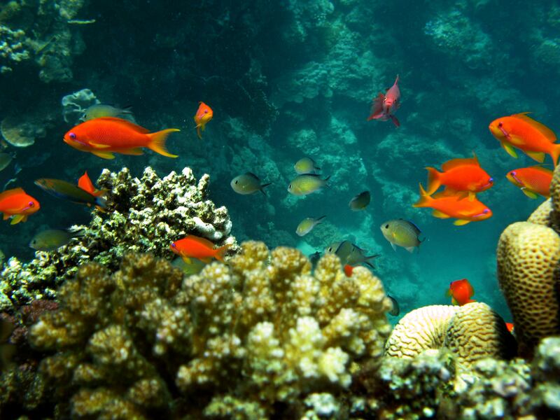 Fish swim among coral reefs off the Obhor coast, 30 kms north of the Red Sea city of Jeddah, on June 2, 2008. AFP PHOTO/HASSAN AMMAR / AFP PHOTO / HASSAN AMMAR
