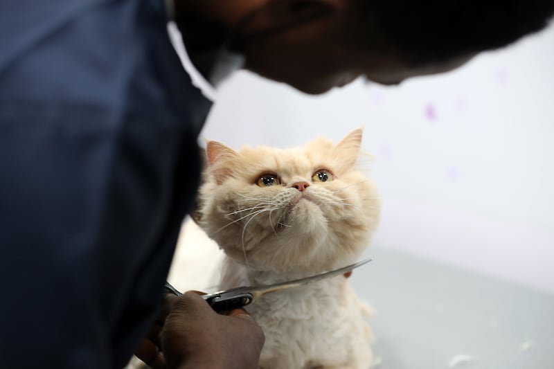 Luna gets a haircut from Femi Moses Olajide. Miss Meow does not sedate animals during grooming. 