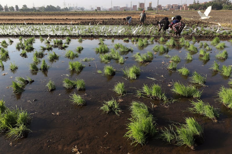 Farmers plant rice seedlings at Tanta. The crop requires large quantities of water.