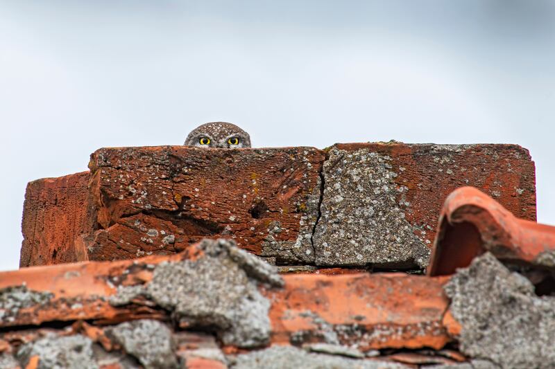 'You can't see me, can you?'. Taken in Senoklass, Bulgaria. Lukas Zeman / Comedy Wildlife 2022