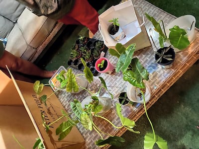 Cuttings and plants often change hands at the events. Courtesy of Harly Sabater