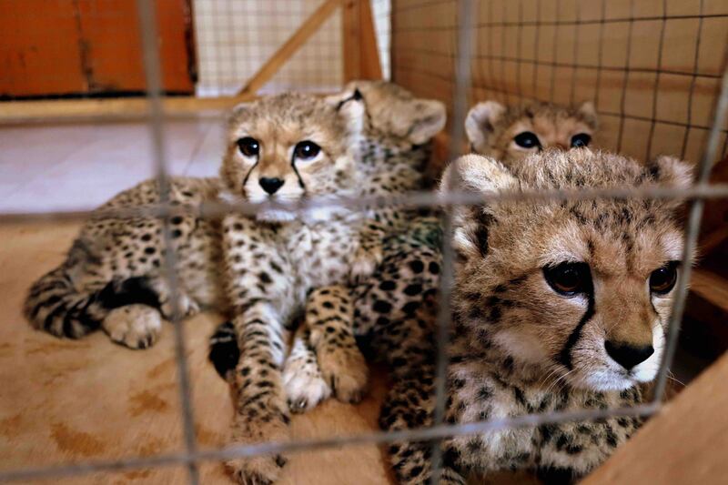 Four cubs confiscated by the Somaliland Ministry of Environment and Rural Development arrive at the CCF Safe House in Hargeisa. Photo: CCF