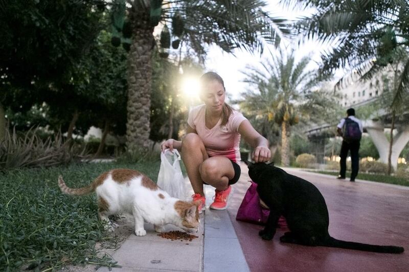 Maria Jimenez feeds Panya and Big Red, two stray cat that Palm Jumeirah’s community feeds. Reem Mohammed / The National