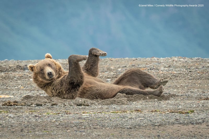 'Doing the Sand Dance': This brown bear, photographed in Alaska, is caught mid-pose. Janet Miles / Comedy Wildlife Photo Awards 2020