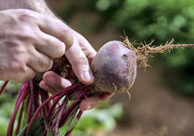 Abu Dhabi, United Arab Emirates, April 2, 2020.  Visit to a UAE farm, Emirates Bio Farm at Al Ain to learn about how they are dealing with coronavirus outbreak.
Organic beetroot.
Victor Besa / The National
Section:  NA
Reporter:  Dan Sanderson