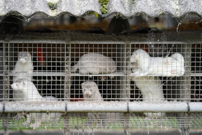 Minks in a farm in Gjoel in North Jutland, Denmark. EPA