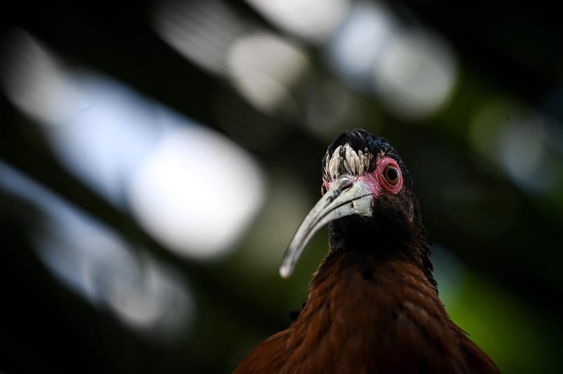 A bird at the Vincennes zoological gardens. AFP