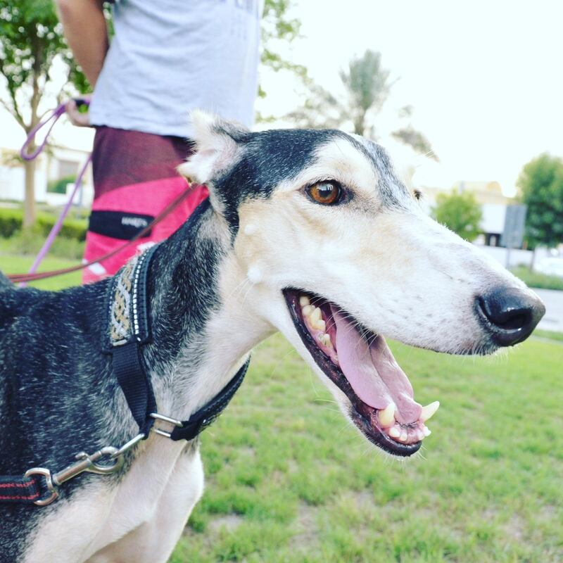 Zaatar is a Saluki who is good with children and cats, but is shy. Courtesy Saluki Rescue Arabia