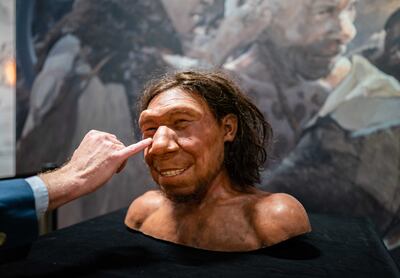 A reconstruction of the first Neanderthal in the Netherlands, nicknamed Krijn, is on display in the National Museum of Antiquities in Leiden. EPA