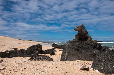 J2F5BB Marine Iguana (Amblyrhynchus cristatus), Galapagos Islands, Ecuador. Danita Delimont / Alamy Stock Photo