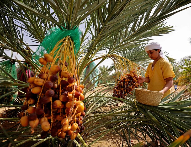 Emirati farmers harvest dates in Khanou.