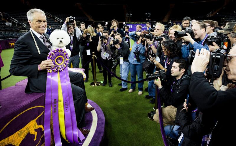 Flynn being held by handler Bill McFadden after winning 'Best In Show'. EPA