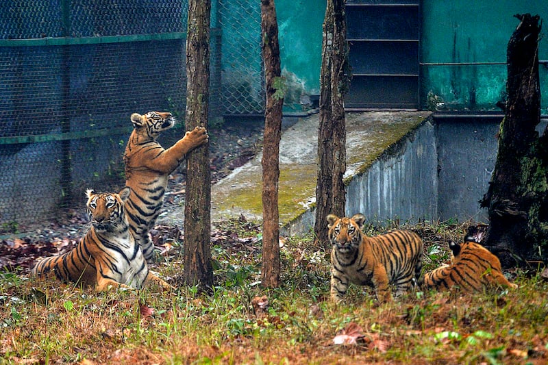 Sheela (L), a royal Bengal tiger, with her five-month old male cubs at the Bengal Safari wildlife park. AFP