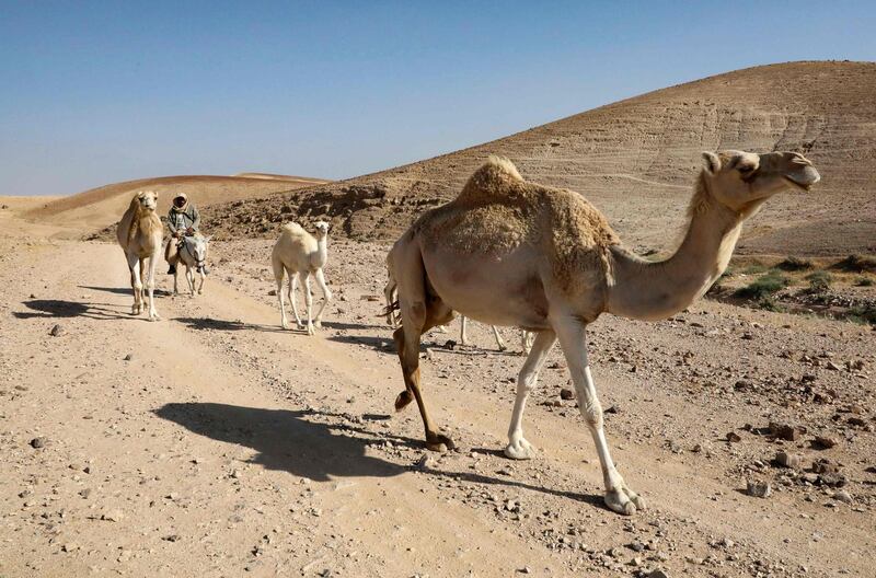 A Palestinian shepherd tends to his camels on arid land considered to be in "Area C", southeast of Yatta town in the southern West Bank district of Hebron. AFP