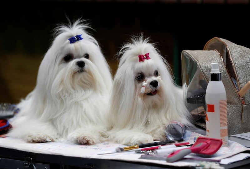 Maltese dogs sit on their bench during the third day of the Crufts Dog Show in Birmingham. Darren Staples / Reuters