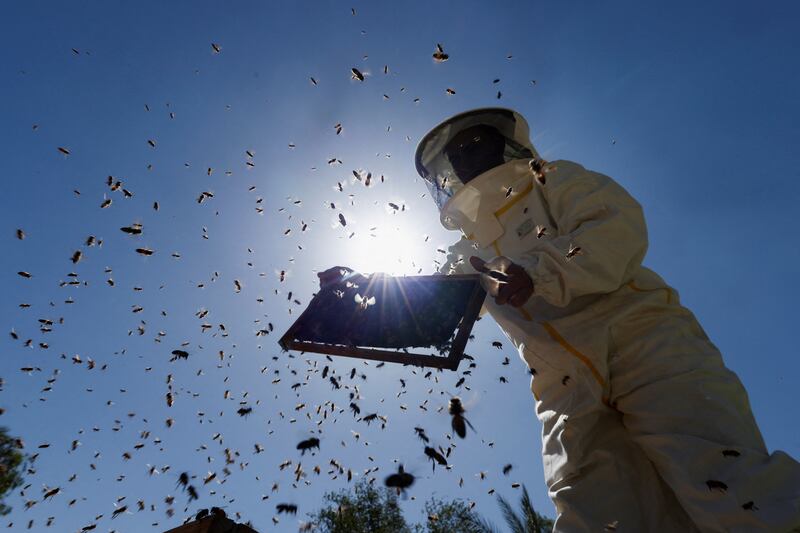 Beekeeper Ali Faleeh collects honey in Najaf, which is famous for its hives