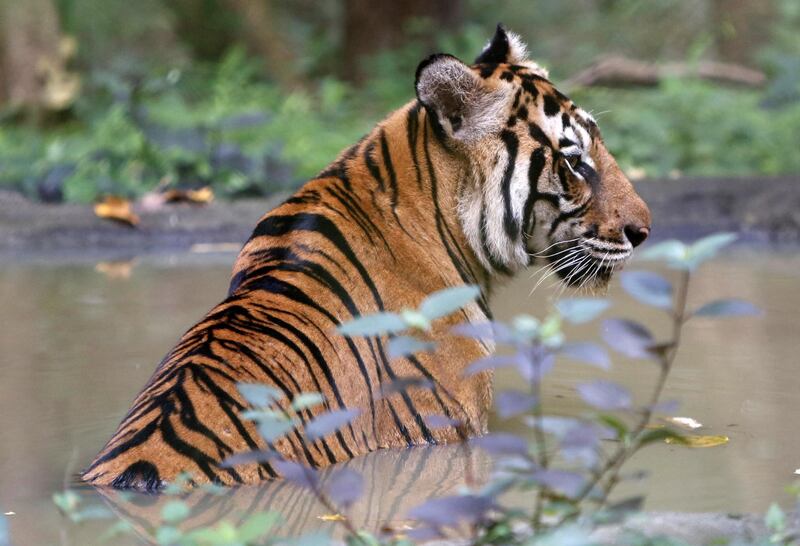 A tiger sits in the water inside an enclosure at Phnom Tamao Wildlife Rescue Center in Cambodia. EPA