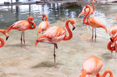 Caribbean flamingos in the Tropical Ocean realm of SeaWorld Abu Dhabi. Antonie Robertson / The National