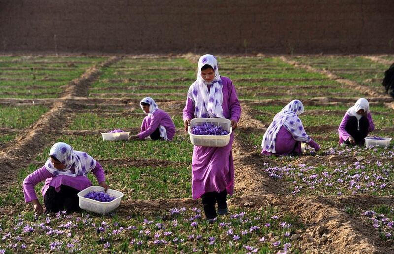 Afghan workers pick saffron flowers in the Ghoriyan District of Herat.