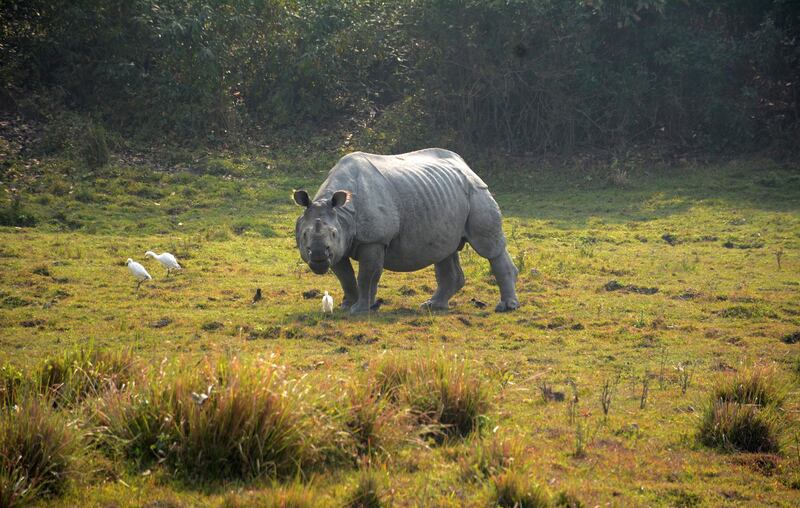 A one-horned rhinoceros stands inside the Kaziranga National Park in Nowagaon district of Assam, India.  EPA