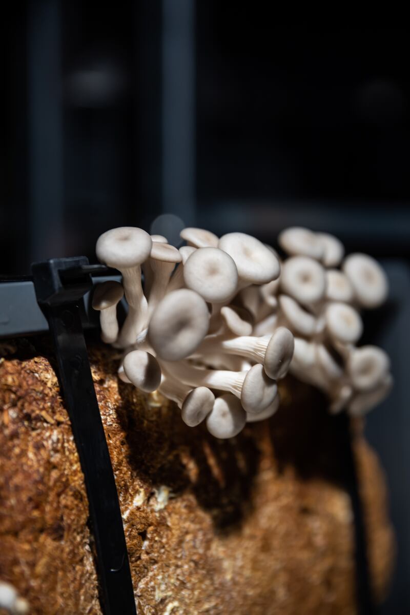 Oyster mushrooms thrive in humid, cool and dark conditions inside the pavilion. Photo: Netherlands Pavilion Expo 2020 Dubai