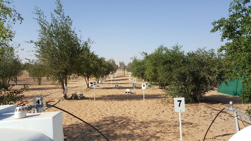 One of Dr Al Yamani's experimental sites, this one focusing on the sidr tree. 