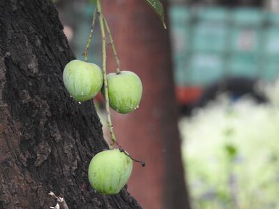 A cluster of mini mangoes. Photo: Bindu Gopal Rao