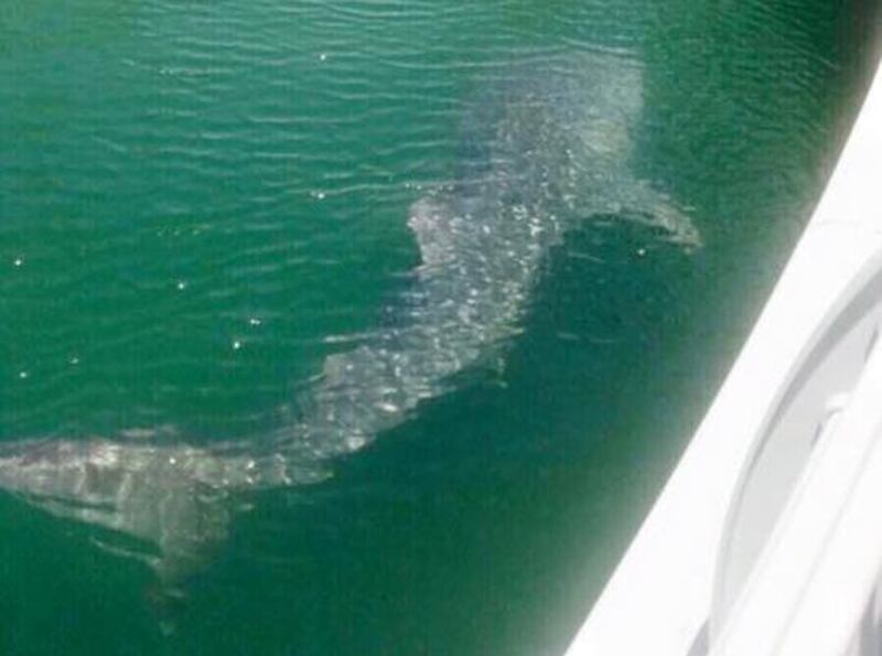 An image posted on social media on Thursday of the whale shark in Dubai Marina.
