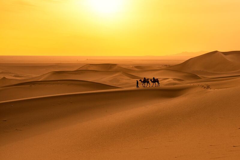 Camel Caravan in Sand Dune. Getty Images