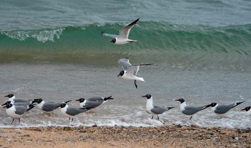 Gulls gather on the shore of Race Point Beach near Provincetown, Massachusetts. AFP