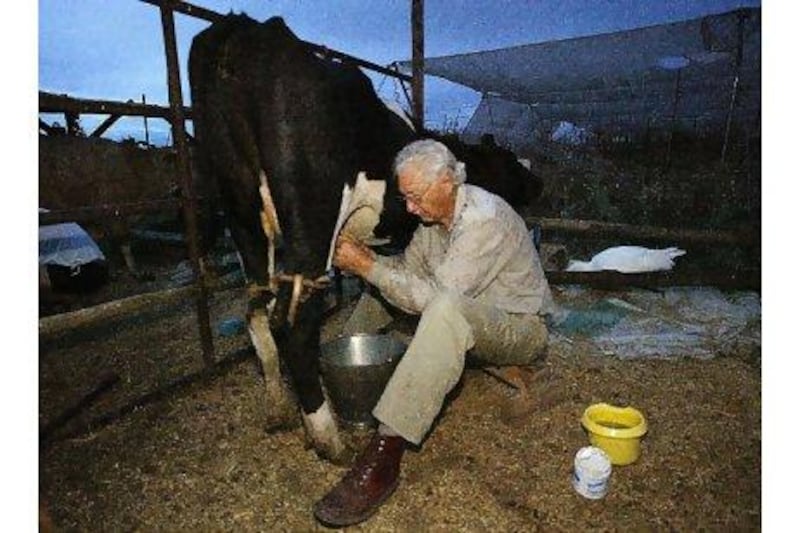 Carel Boshoff, the late founder of Orania and son-in-law of the late prime minister Hendrik Verwoerd, the architect of apartheid, milks a cow in the all-white enclave in 2004. Alexander Joe / AFP