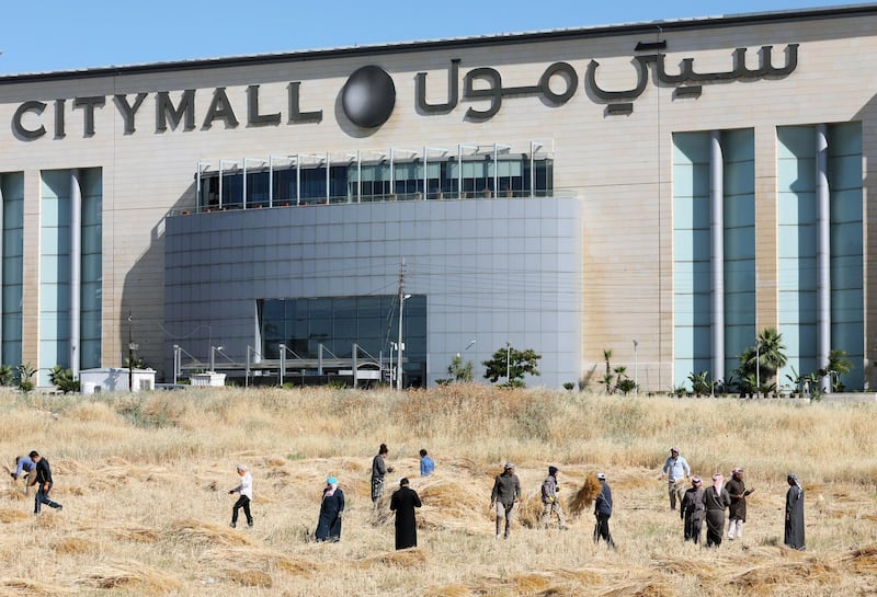 People harvest wheat near a shopping mall in Amman, Jordan. Reuters